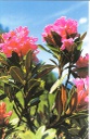 Mini Blanco Liquidation Rhododendron