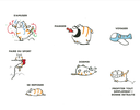 Carte A4 Retraite