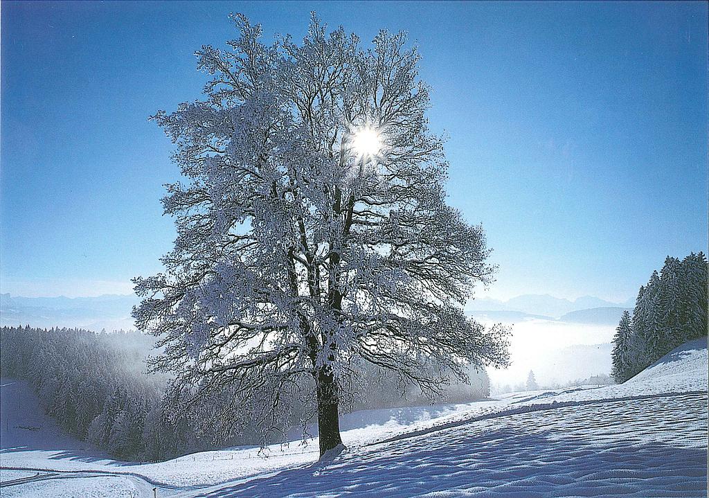 Postcards 19135 w Winterlandschaft