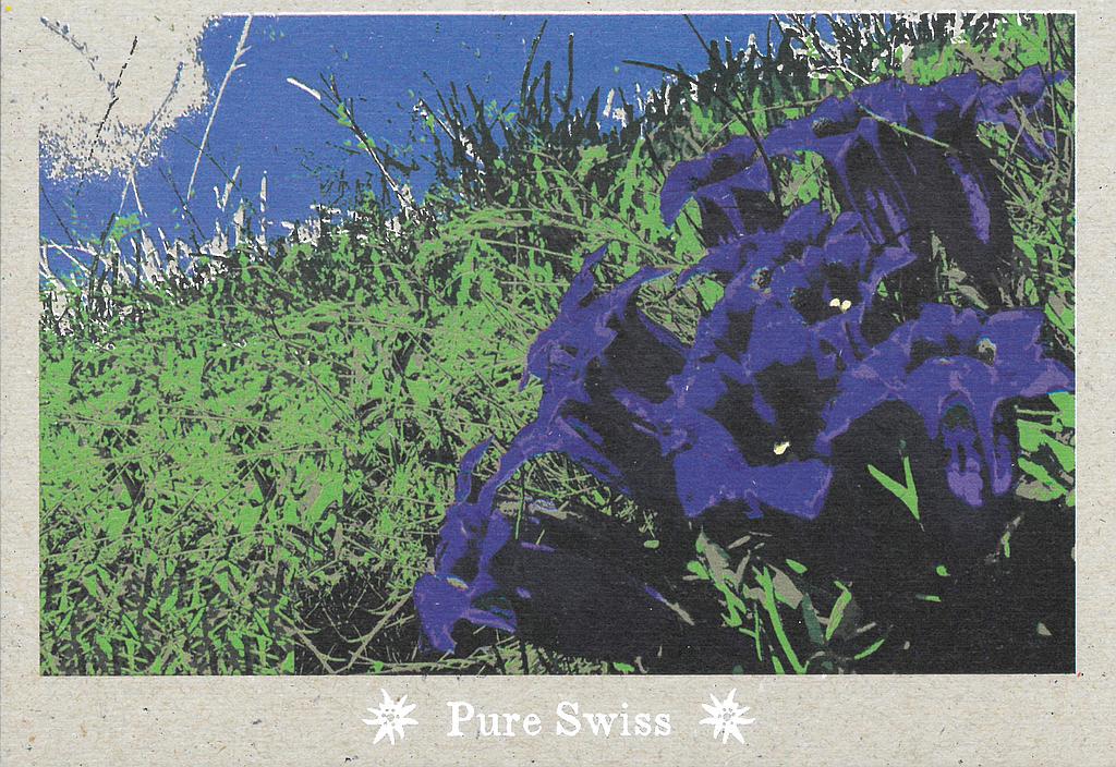 [206796] Postcards 51131 Pure Swiss Gentiane