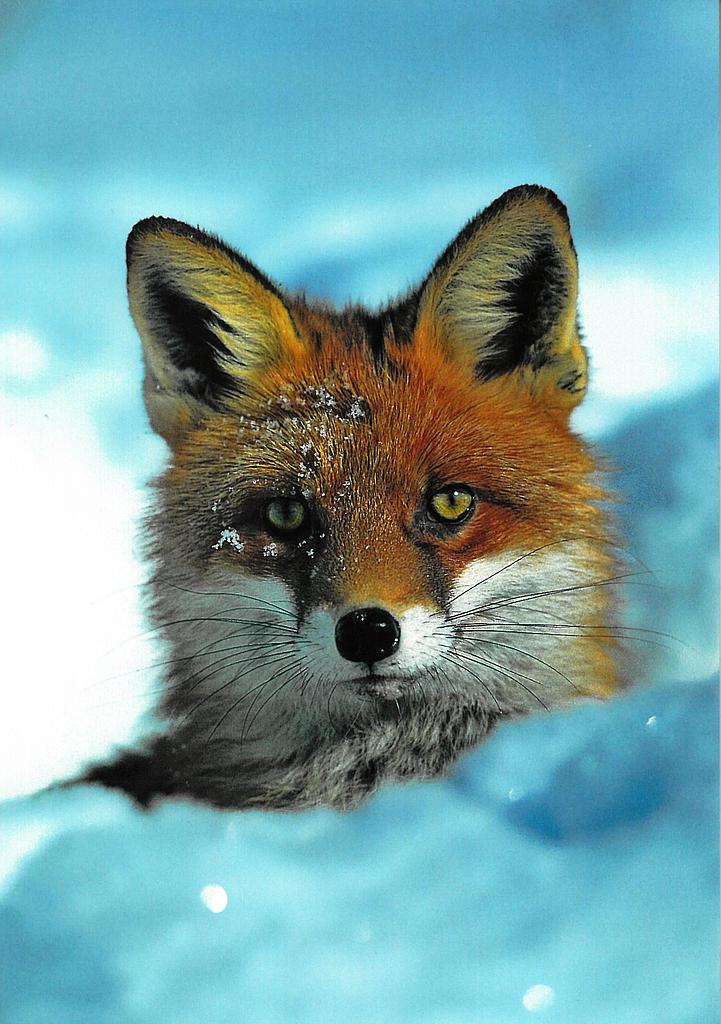[206394] Postcards 6060 Renard