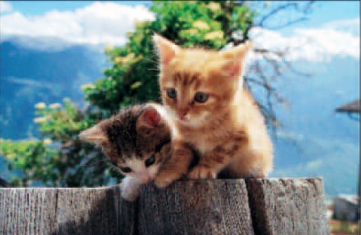 Aimant 1002235 Chats
