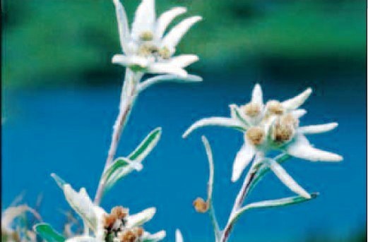 [MG 206971] Magnet 1002230 Edelweiss