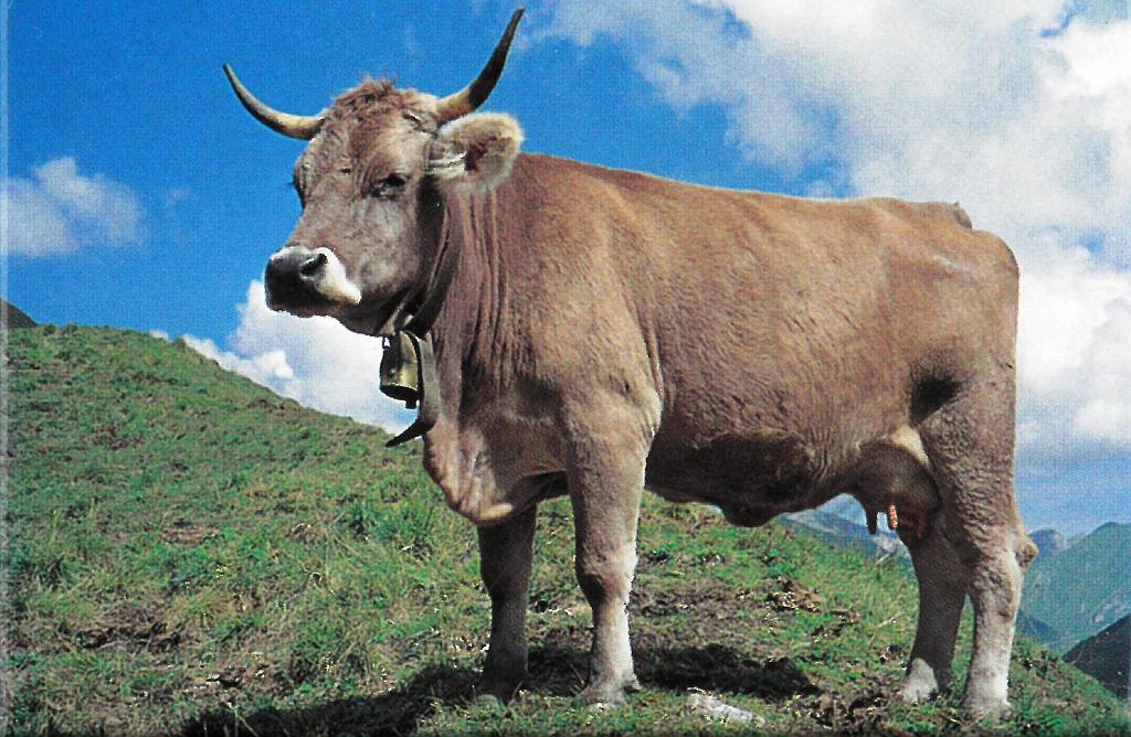 [MG 206908] Aimant 1002221 Vache