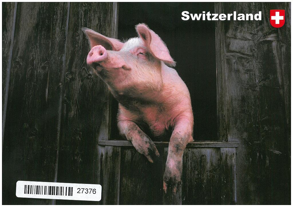 [CP 206464] Postcards  27376 Cochon