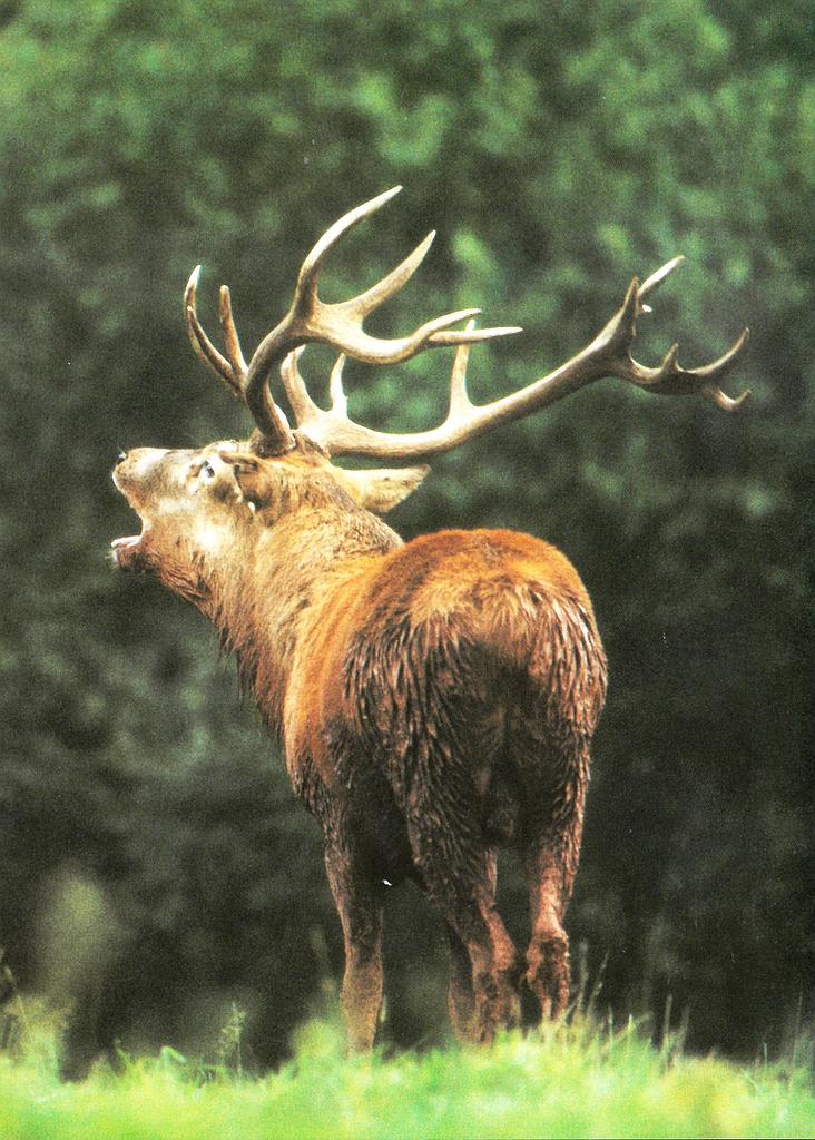 [CP 206439] Postcards  28162 Cerf rouge