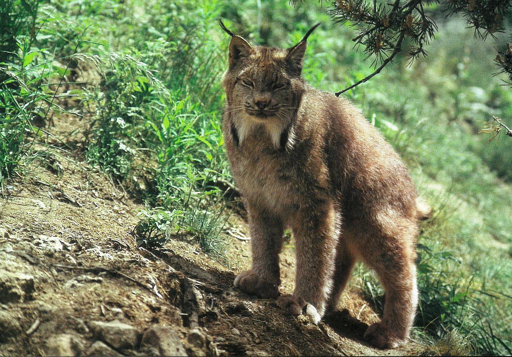 [CP 206431] Postcards  28273 Lynx