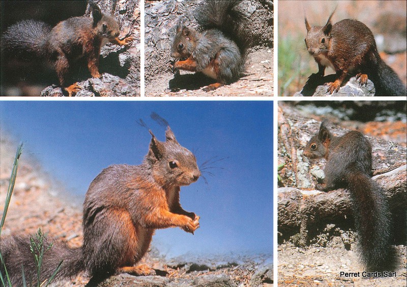 [P 206467] Postcards 90109 Eichhörnchen