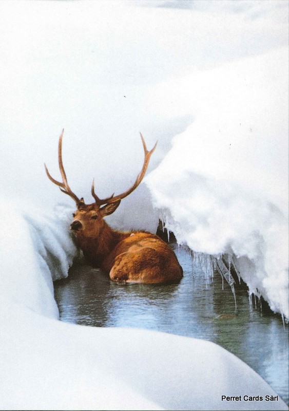 [206398] Postcards 00058 w Cerf