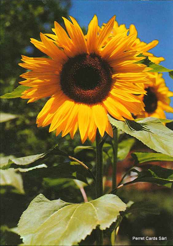 [206392] Postcards 00127 Tournesol 