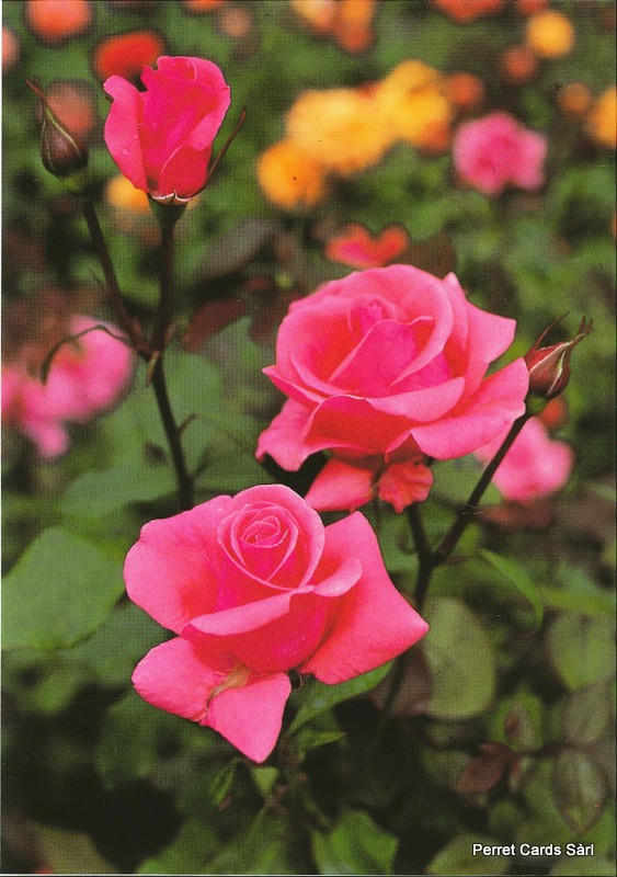 [206370] Postcards 00155 Roses 