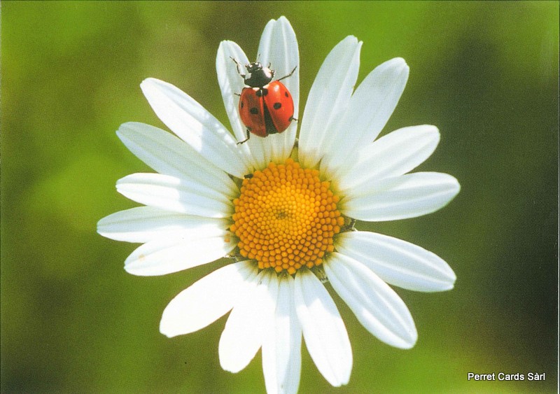 [CP 206427] Postcards 00158 Marguerite 