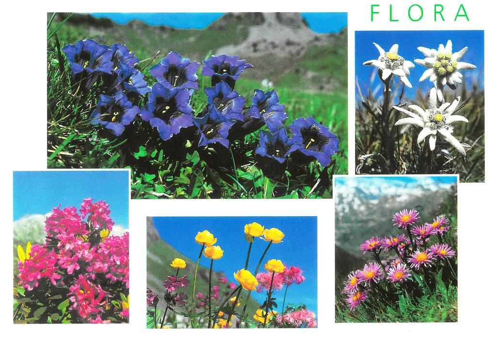 [CP 206521] Postcards 00163 Fleurs des Alpes 