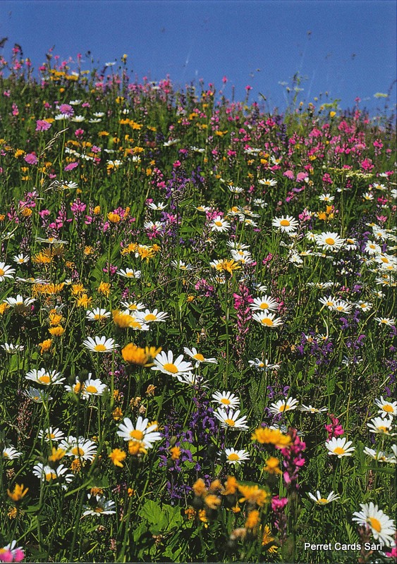 [CP 206461] Postcards 00164 Fleurs des champs 