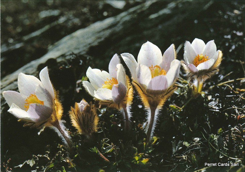 Postcards 00169 Anemone