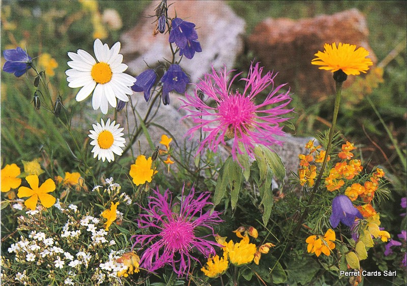 [CP 206481] Postcards 00174 Alpenwiese