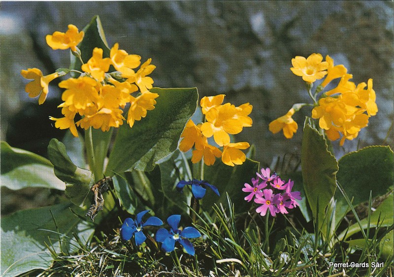 [CP 206409] Postcards 00176 Fleurs des Alpes