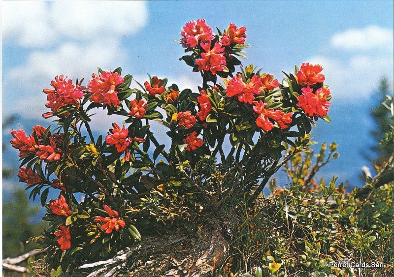 [CP 206387] Postcards 00178 Rosage des Alpes