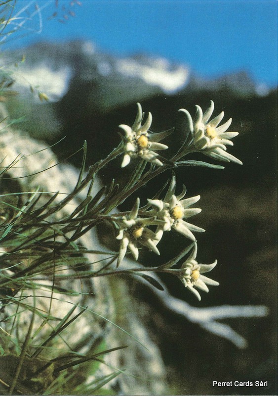 [CP 206424] Postcards 00179 Edelweiss 