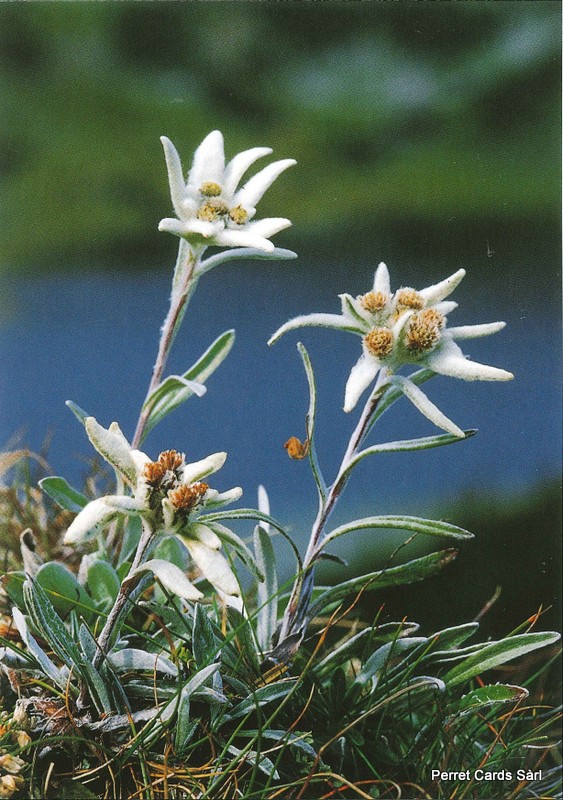 [CP 206482] Postcards 00183 Edelweiss 