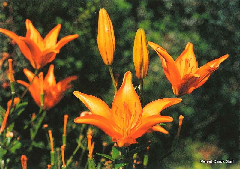[CP 206361] Postcards 00188 Feuerlilie