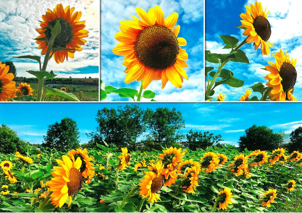 [CP 206406] Postcards 00190 Tournesol 