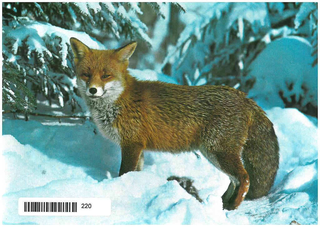 [CP 206341] Postcards 00220 w Renard