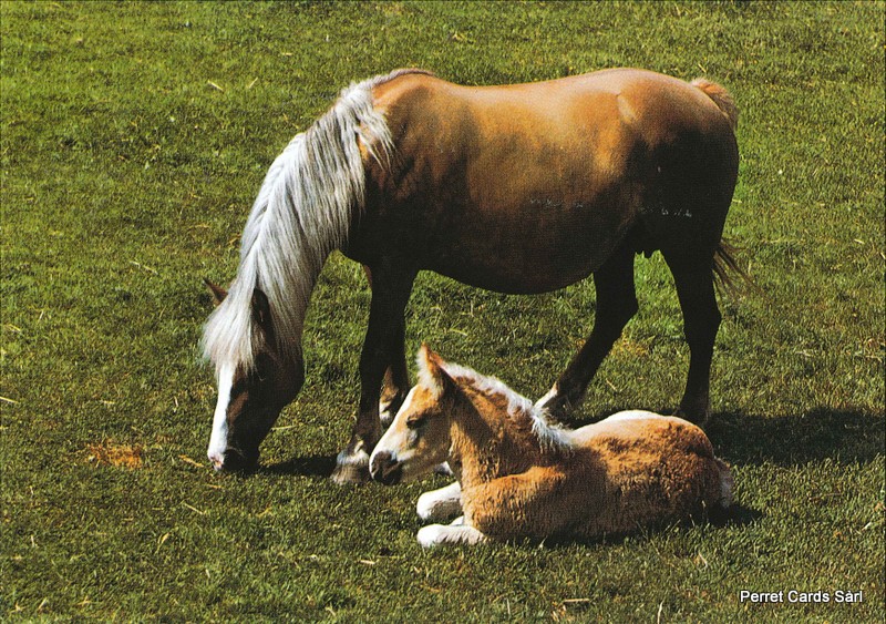 [CP 206364] Postcards 00232 Pferde