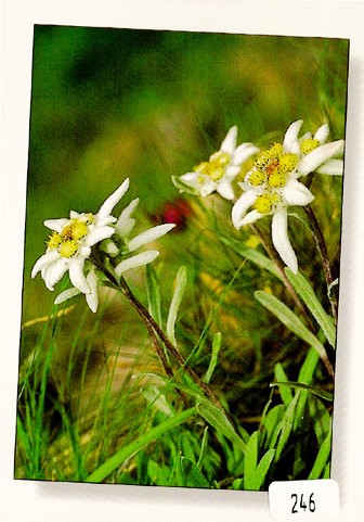 [CP 206412] Postcards 00246 Edelweiss