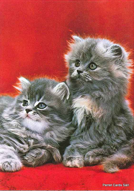 [CP 206408] Postcards 00246 H Katzen