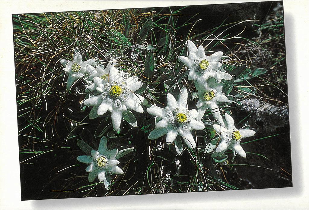 [CP 206384] Postcards 00247 Edelweiss