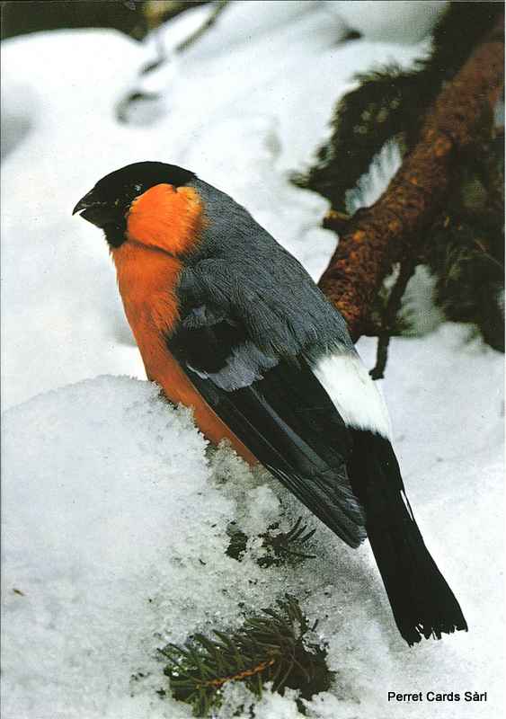 [CP 206340] Postcards 00253 W Gimpel