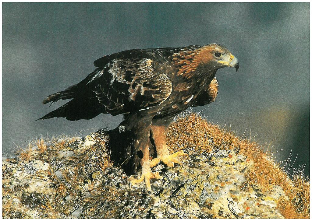[CP 206470] Postcards 00277 Aigle Royal