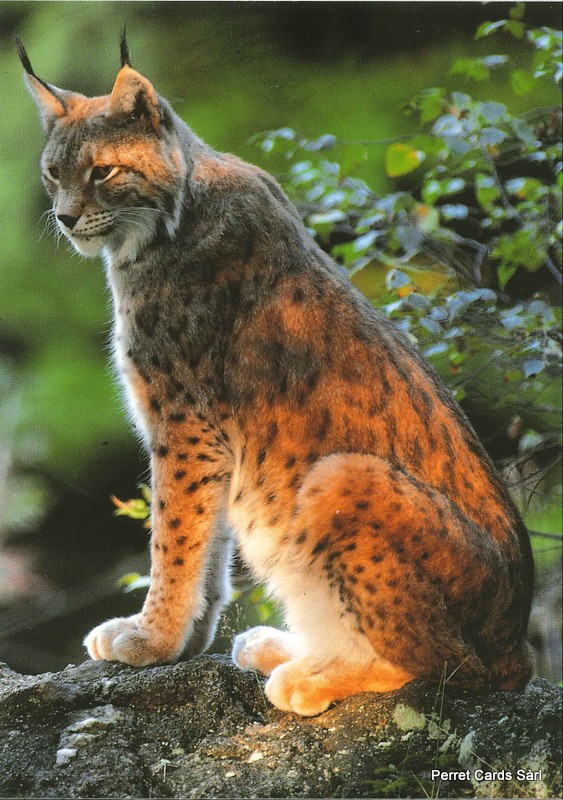 [CP 206454] Postcards 00285 Luchs