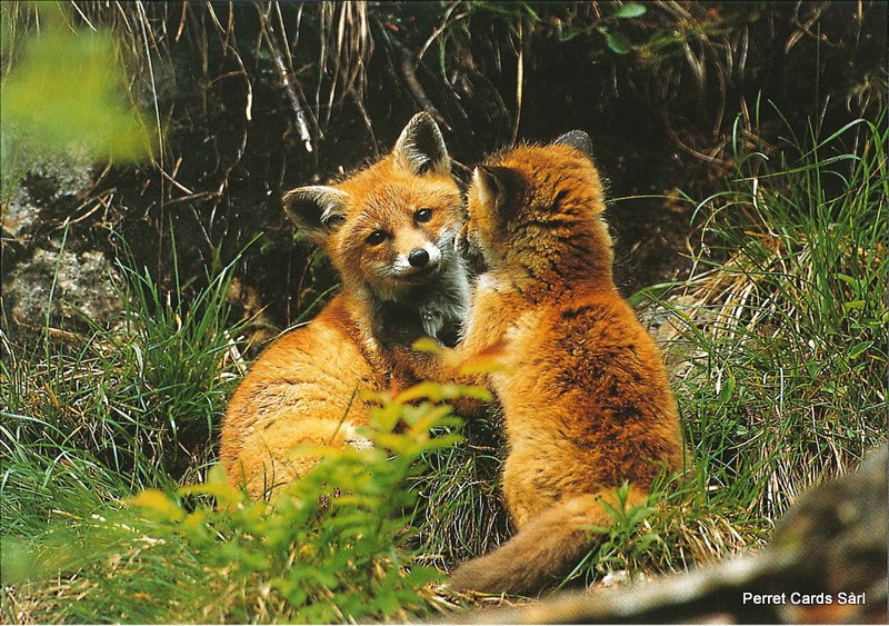 [CP 206516] Postcards 00299 Renards