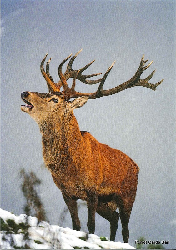 [CP 206468] Postcards 00305 w Cerf