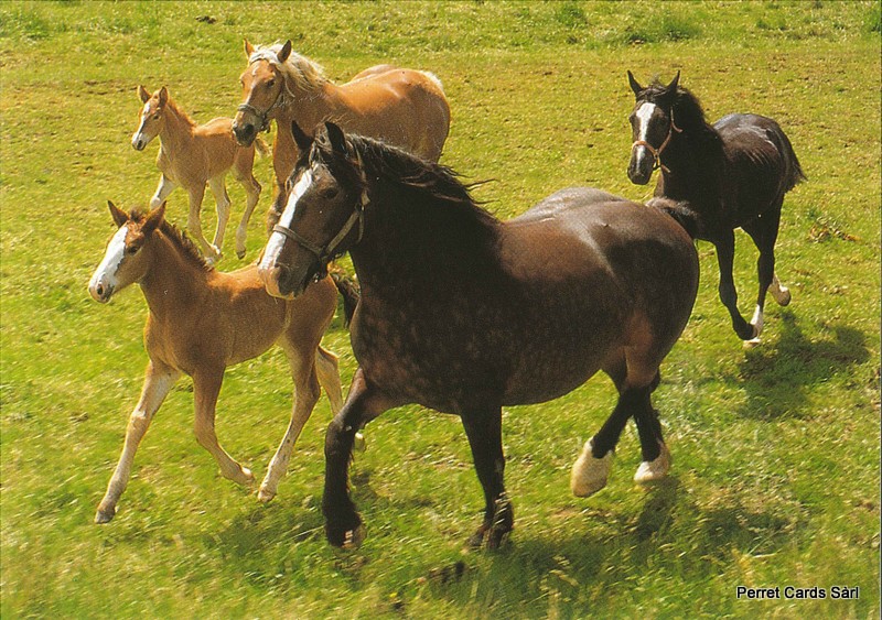 [CP 204746] Postcards 00312 Chevaux
