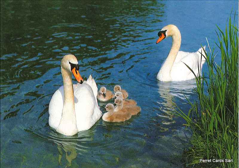 [CP 206510] Postcards 00320  Cygnes