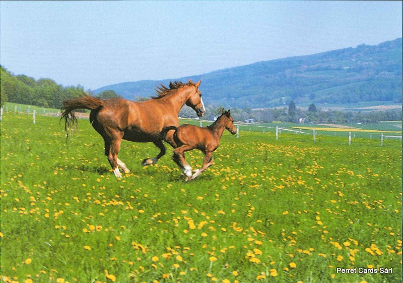 [CP 204624] Postcards 00325 Chevaux