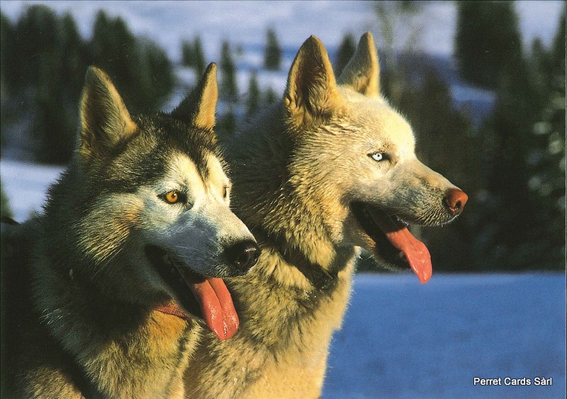 [CP 206331] Postcards 00336 w Huskies
