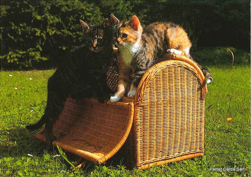[CP 206429] Postcards 00342 Chat