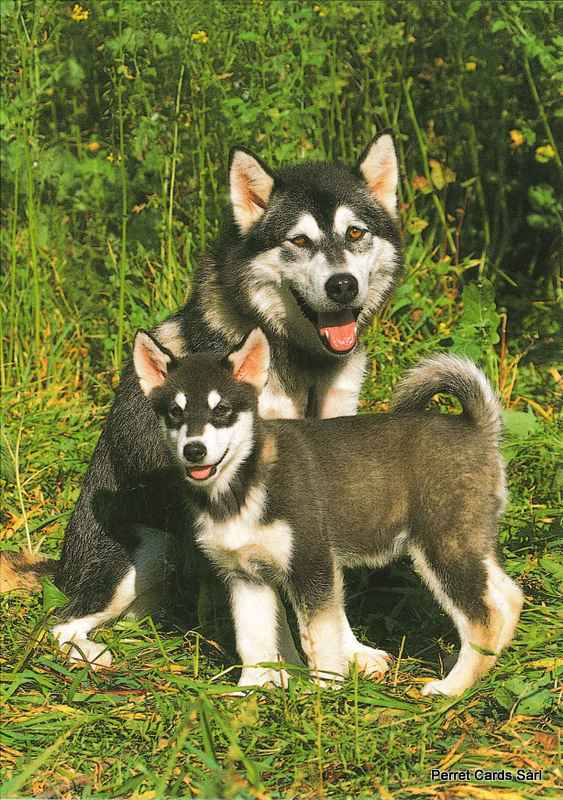 [CP 206443] Postcards 00353 Husky's 