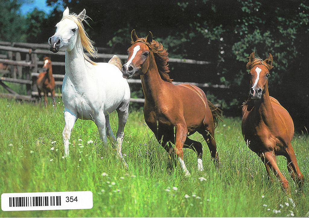 [CP 204978] Postcards 00354 Chevaux