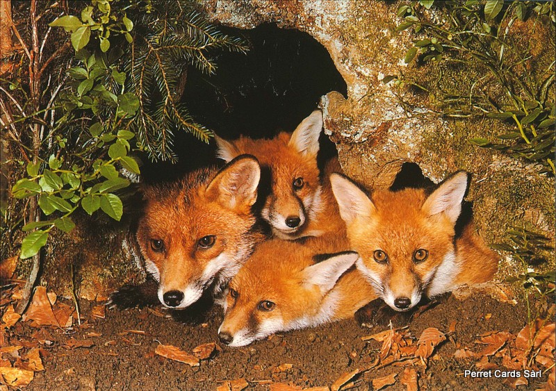[CP 206477] Postcards 00371 Renards en famille 