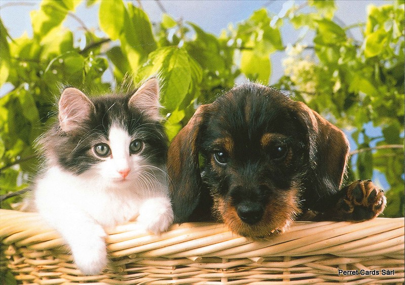 [CP 206463] Postcards 00378 chat et chien