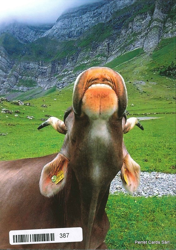 [CP 206520] Postcards 00387 Vache