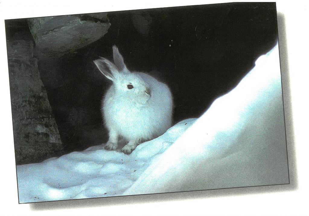 [CP 206348] Postcards 00540 w Lièvre variable en hiver