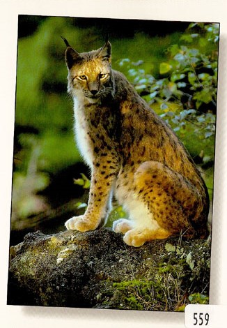 [CP 206492] Postcards 00559 Luchs