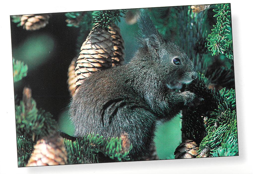 [CP 206578] Postcards 00575 Eichhörnchen