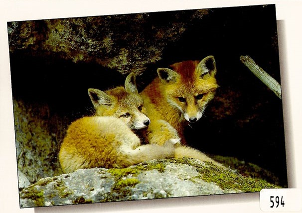 [CP 206432] Postcards 00594 Renard